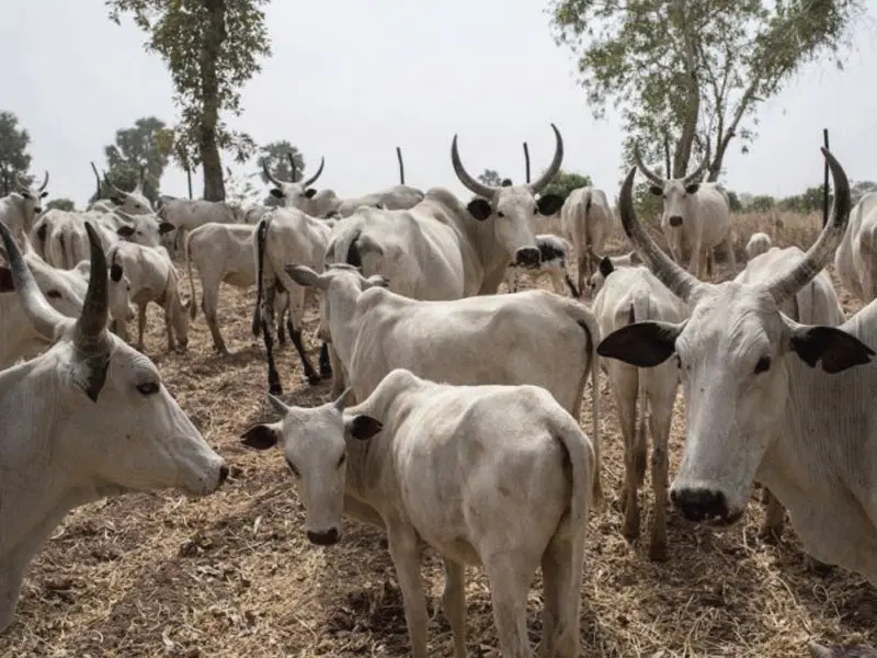 Why Miyetti Allah is Accusing Plateau Communities of Poisoning Livestock