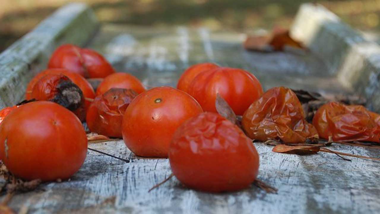 “Frying Won’t Kill the Toxins”: LASCOPA Warns Against Lethal Fungal Poisoning From Rotten Tomatoes